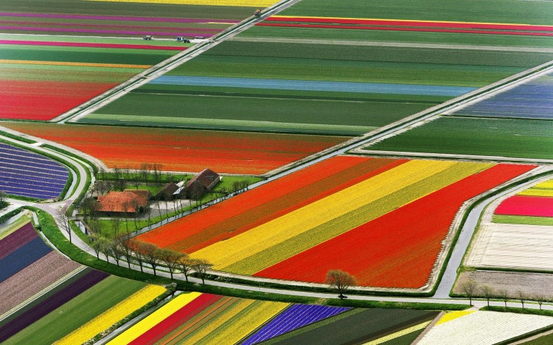 Tulpes, ziedi
