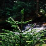 dekoratīvie stādi tavam dārzam